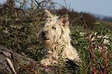 BOUVIER DES ARDENNES 305